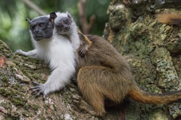 New refuge helps protect Amazon’s most endangered monkey, but gaps remain