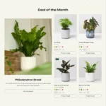 Plants Store Website Design with Free Web Hosting