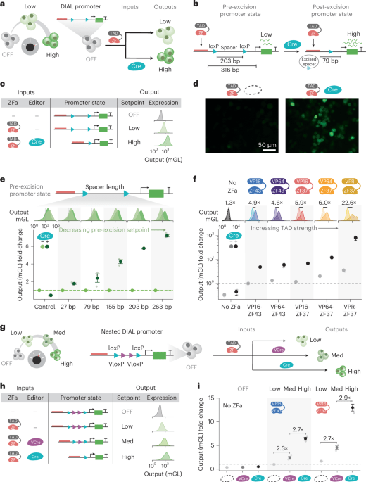 Programmable promoter editing for precise control of transgene expression